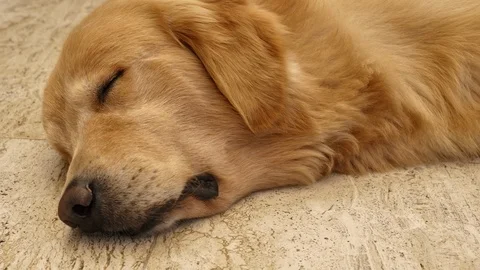 Waking dog Video stock 93933653