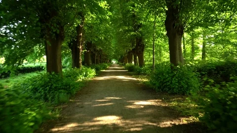 Waking at a Green Park Forest Path in Summer - Park Trees and Landscape Stock Footage 132049036