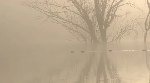 Waking up in the lagoon Stock Footage 58542737