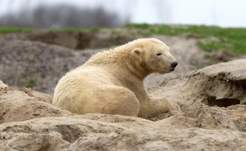 Waking polar bear on the sand Foto stock