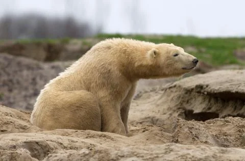 Waking polar bear on the sand Foto stock