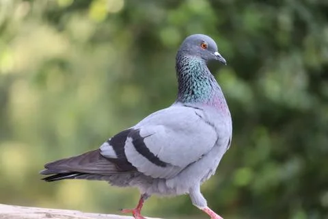 Waking on rock side view pigeon Stock Photos