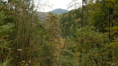 Wald mit Bumen im Almbachtal im Herbst, Berchtesgaden, Berchtesgadener Land, Video stock 291795053