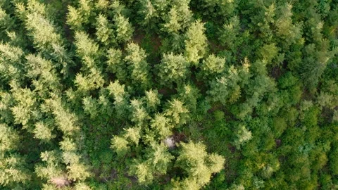 Wald Senkrecht linear HD Stock Footage 135478106