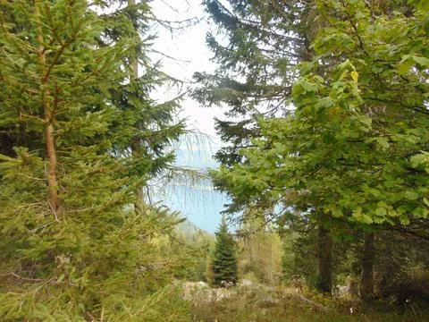 Wald und See Foto stock