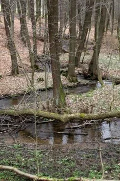 Waldbach Stock Photos