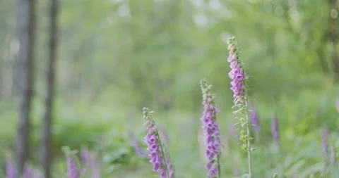 Waldblume, Flower and Trees Vídeo Stock 131853988