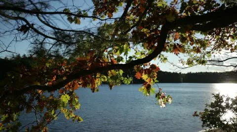 Walden pond in mid october Stock Footage 12328946