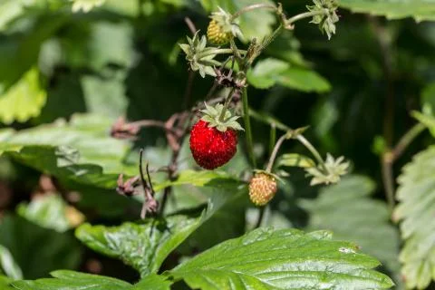 Walderdbeere mit Frucht Stock Photos