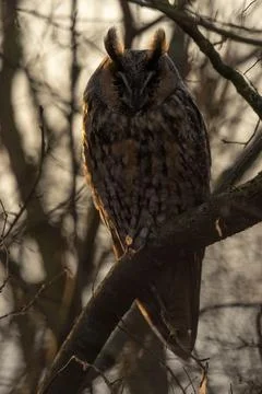 Waldohreule Stock Photos