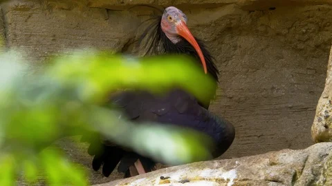 Waldrapp Ibis cleaning feathers Stock Footage 114584726