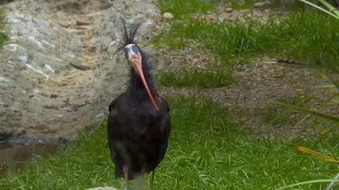 Waldrapp Ibis cleaning feathers on grass Stock Footage 114585332