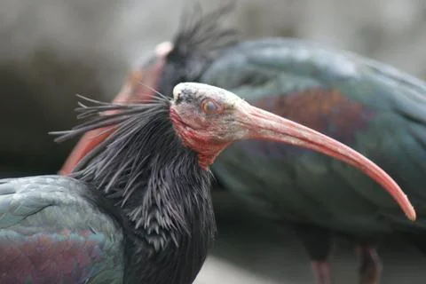 Waldrapp Ibis - Geronticus eremita Stock Photos