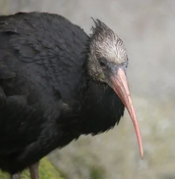 Waldrapp Ibis - Geronticus eremita Stock Photos