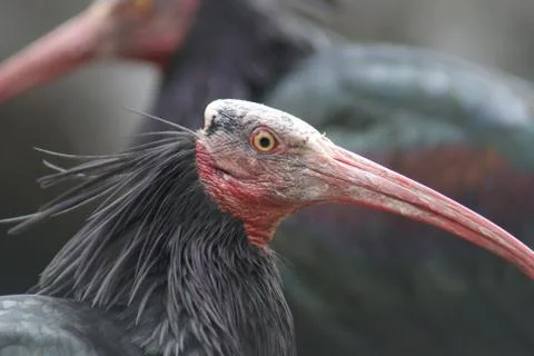 Waldrapp Ibis - Geronticus eremita Stock-Fotos