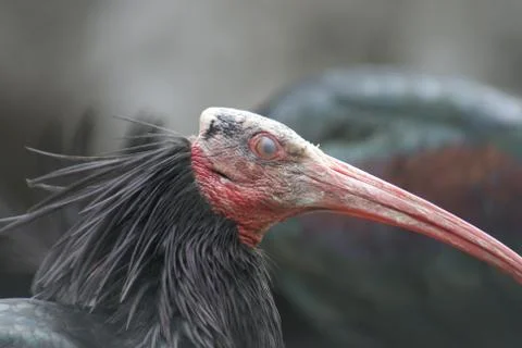 Waldrapp Ibis - Geronticus eremita Foto stock