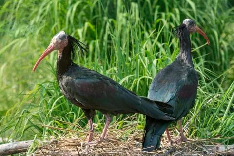 Waldrapp ibis Stock Photos