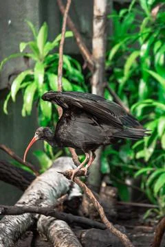 Waldrapp Ibis Foto stock