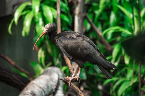 Waldrapp Ibis Foto stock