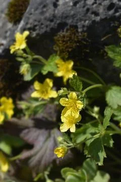 Waldsteinia Stock Photos