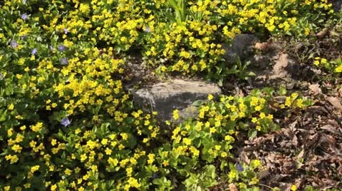 Waldsteinia ternata Video stock 13993267