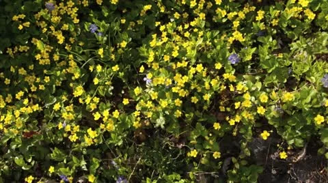 Waldsteinia ternata Stock Footage 13993519