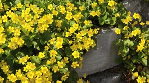 Waldsteinia ternata Stock Footage 13993881