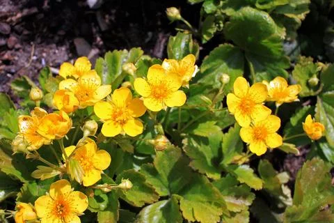 Waldsteinia ternata Stock Photos