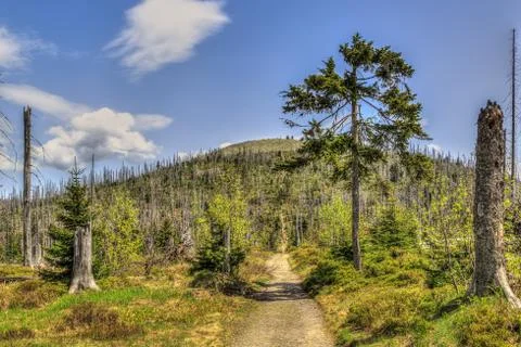 Waldsterben Foto stock