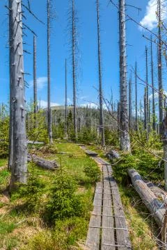 Waldsterben Stock Photos