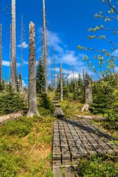 Waldsterben Stock Photos