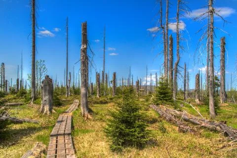 Waldsterben Stock Photos