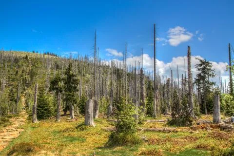 Waldsterben Stock Photos