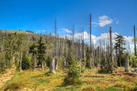 . Waldsterben Stock Photos