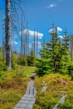 . Waldsterben Stock Photos