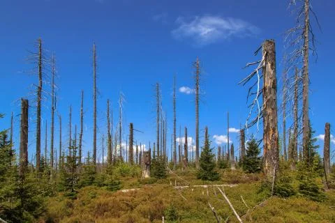 . Waldsterben Foto stock