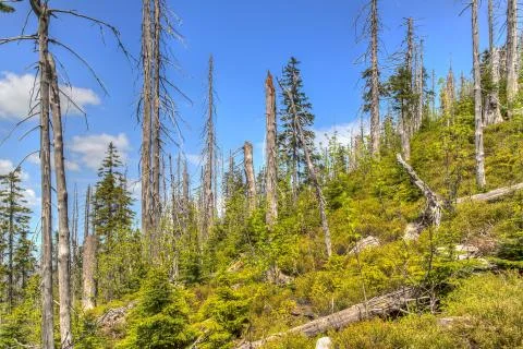 . Waldsterben Stock Photos