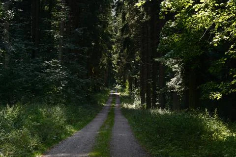 Waldweg 写真素材