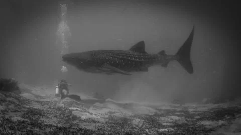Wale Shark Stock Photos