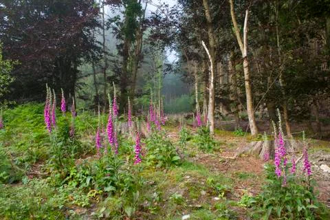Wales forest in spring Stock Photos