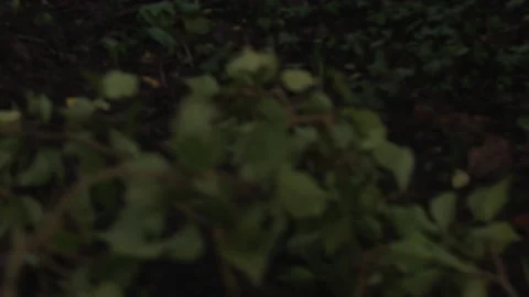 WalesUKWalkingThroughDarkWoods Stock Footage 153474098