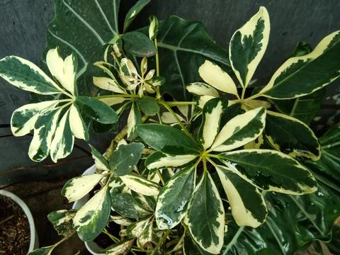 Walisongo or octopus tree or Schefflera actinophylla Stock Photos
