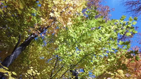 Walk 180 Degrees Under Orange Colored Maple Autumn Leafs Within The Forest Stock Footage 162277956
