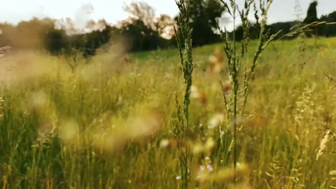 Walk across the field Stock Footage 196817182
