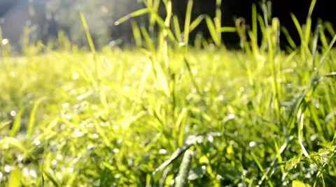 Walk across the grass in a meadow full of dew in the morning at sunrise Stock Footage 41635357