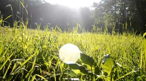 Walk across the grass in a meadow full of dew in the morning at sunrise Stock Footage 41635574