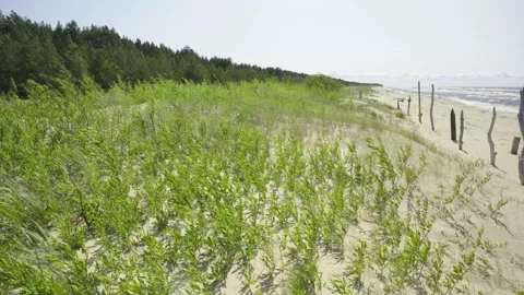 Walk along the Baltic dunes in summer Stock Footage 331304900