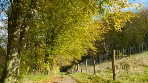 Walk along a beautiful forest path in autumn Stock Footage 164555142