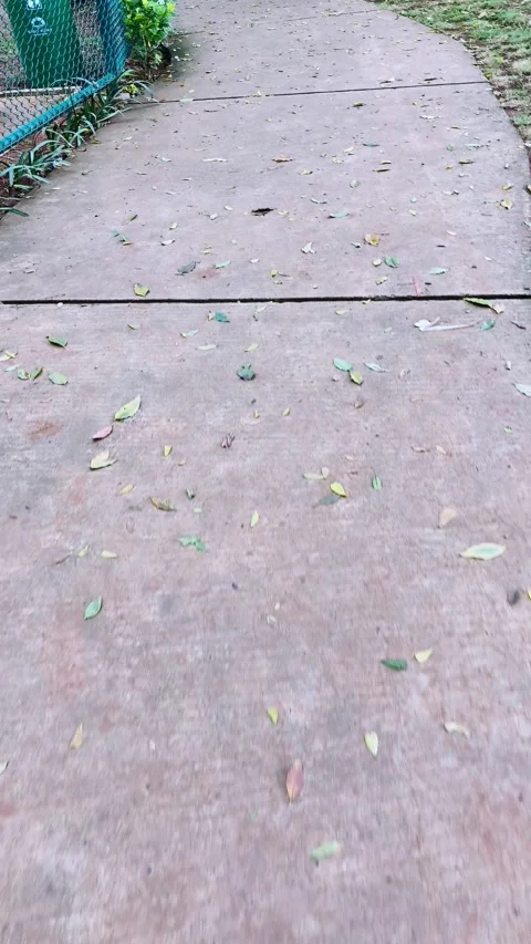 Walk along the cement path with leaves scattered after the rain along the p.. Stock Footage 301625792