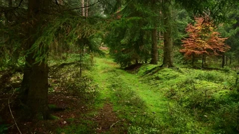 Walk along a dark forest path with spruce pine and beech trees in autumn Stock Footage 199973805